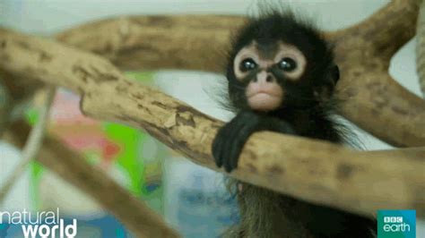 Spider monkey troops are matriarchal, meaning the females play a leadership role. . Spider monkey gif